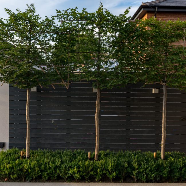 Pleached Hornbeam trees