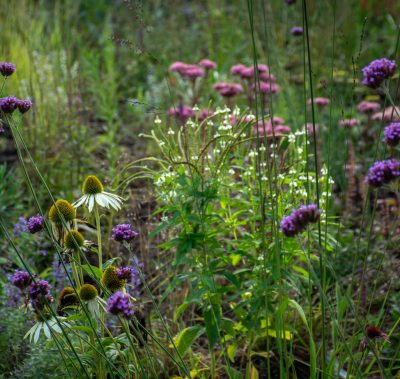 Naturalistic borders