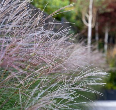 ornamental grasses