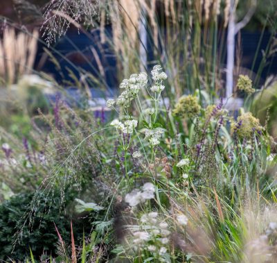 naturalistic planting scheme